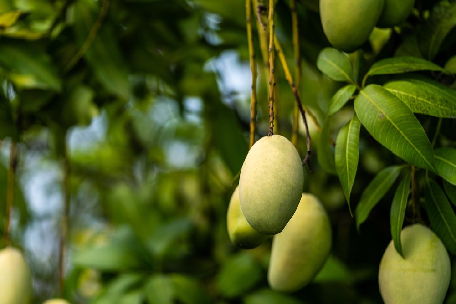 Mango leaves