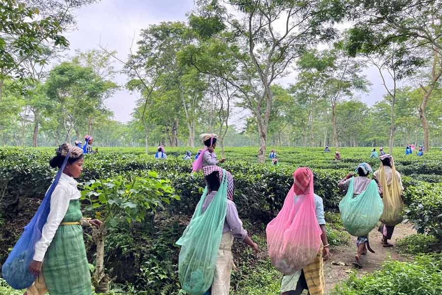 বৃষ্টি চলছে, দ্বিতীয় ফ্ল্যাশের চা তরতরিয়ে বাড়ছে। শনিবার জলপাইগুড়ি ডেঙ্গুয়াঝাড় চা বাগানে চা পাতা তুলতে মহিলা শ্রমিকদের ভিড়।