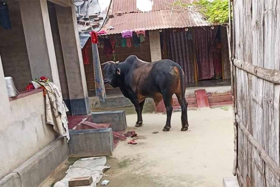 এই ষাঁড়টিকে নিয়েই ত্রস্ত এলাকাবাসী।