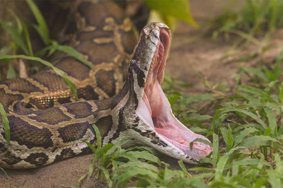 প্রতিনিধিত্বমূলক ছবি।