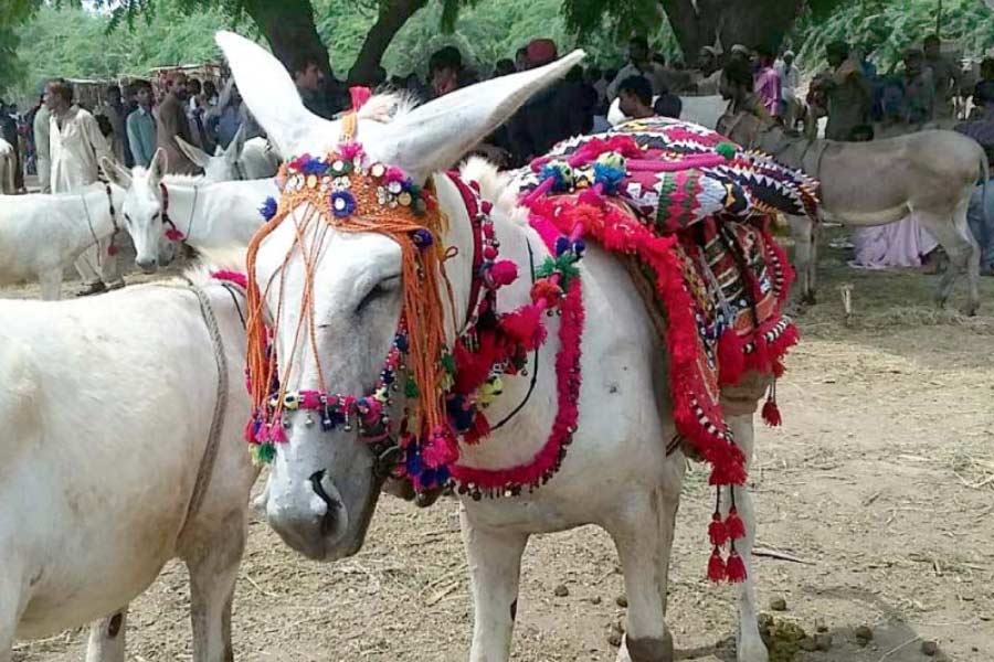 Pakistan donkey population increased by one lakh in one year
