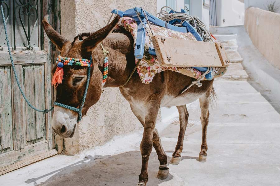 Pakistan donkey population increased by one lakh in one year