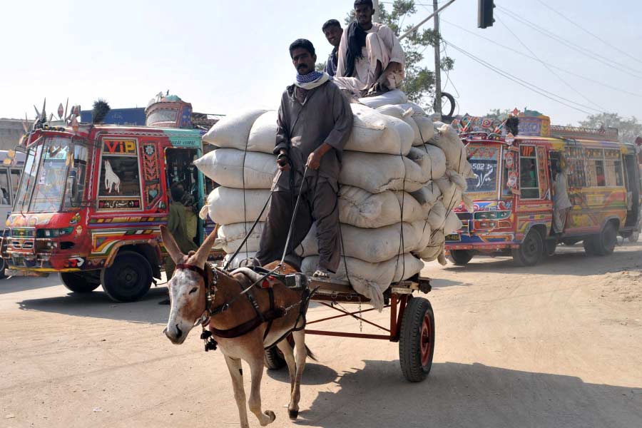 Pakistan donkey population increased by one lakh in one year