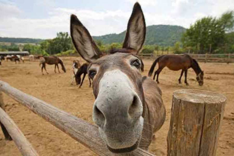 Pakistan donkey population increased by one lakh in one year