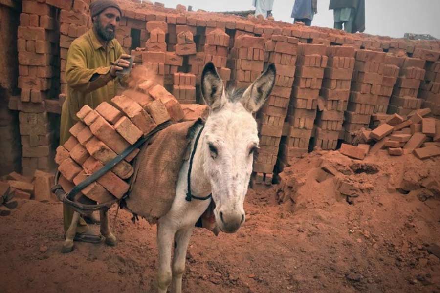 Pakistan donkey population increased by one lakh in one year