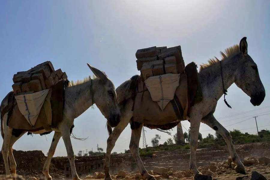Pakistan donkey population increased by one lakh in one year