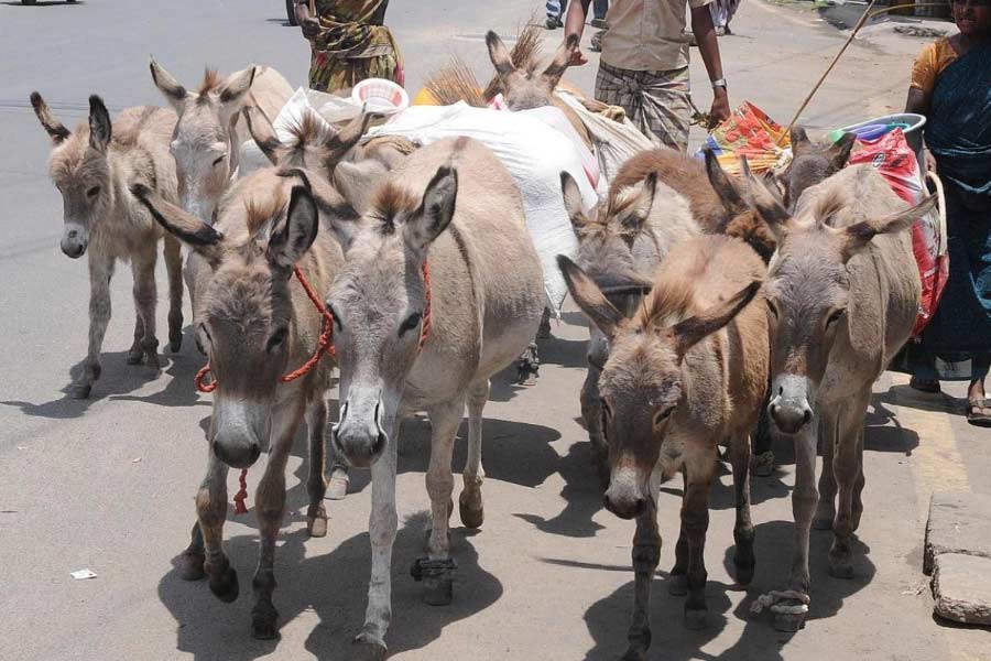 Pakistan donkey population increased by one lakh in one year