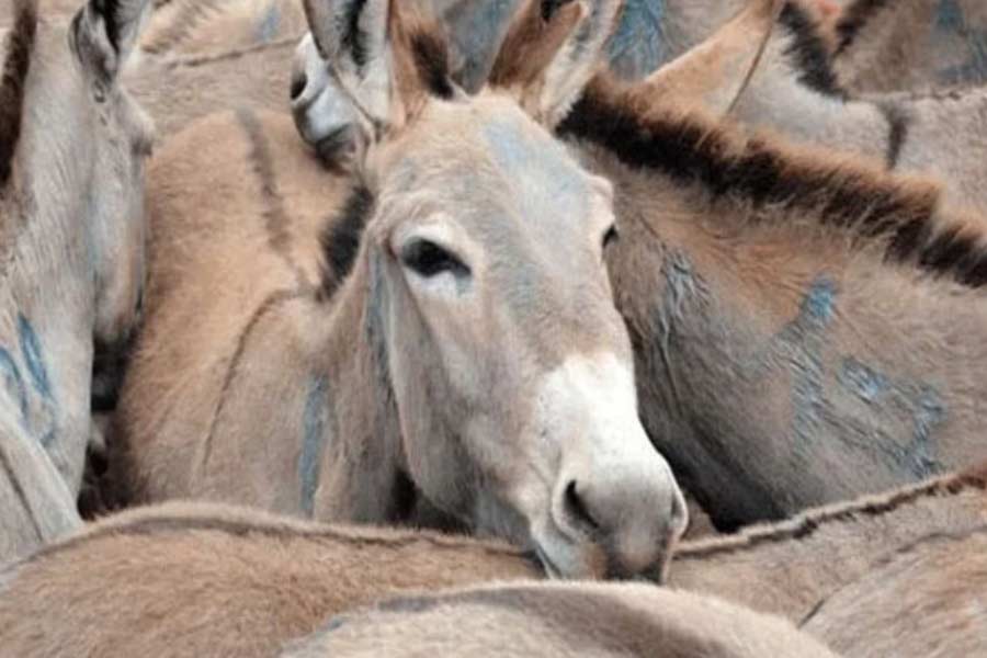 Pakistan donkey population increased by one lakh in one year
