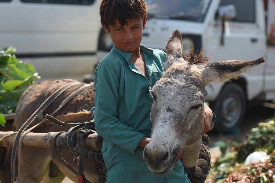 Pakistan donkey population increased by one lakh in one year