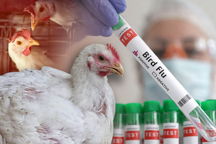 Bird Flu in India, all about the new strain, symptoms and treatment