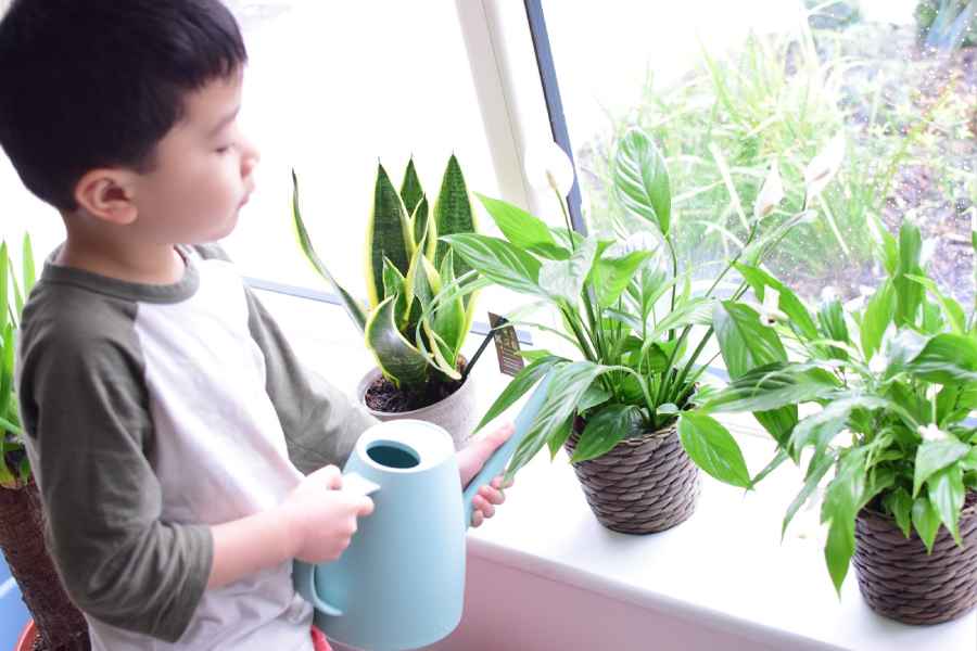 Indoor Plants your kids can Grow