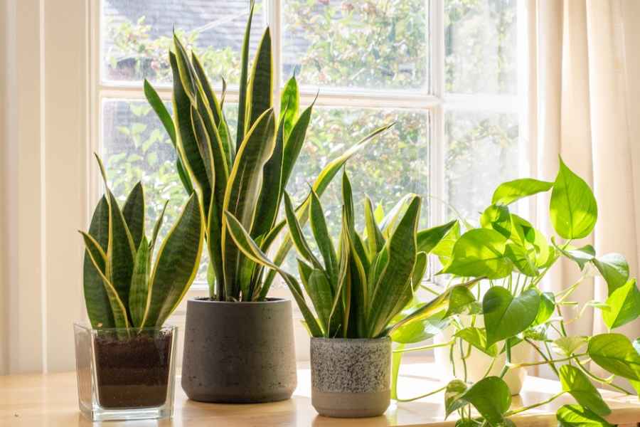 Indoor Plants your kids can Grow