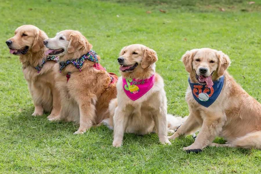 জেনেভার আদালতে ব্যাখ্যা করে বলা হয়েছে, হিন্দুজারা তাঁদের আদরের পোষা কুকুরের জন্য যে অর্থ ব্যয় করেন, তাঁদের পরিচারকেরা তার সিকিভাগও পান না।