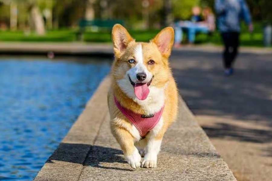 অথচ আদরের সারমেয়র জন্য বছরে ৭৬১৬ পাউন্ড ব্যয় করেন হিন্দুজারা। ভারতীয় মুদ্রায় যার পরিমাণ আট লক্ষ ন’হাজার ১৪৩ টাকা! অর্থাৎ, এক জন পরিচারকের বাৎসরিক বেতনের প্রায় চার গুণ। 