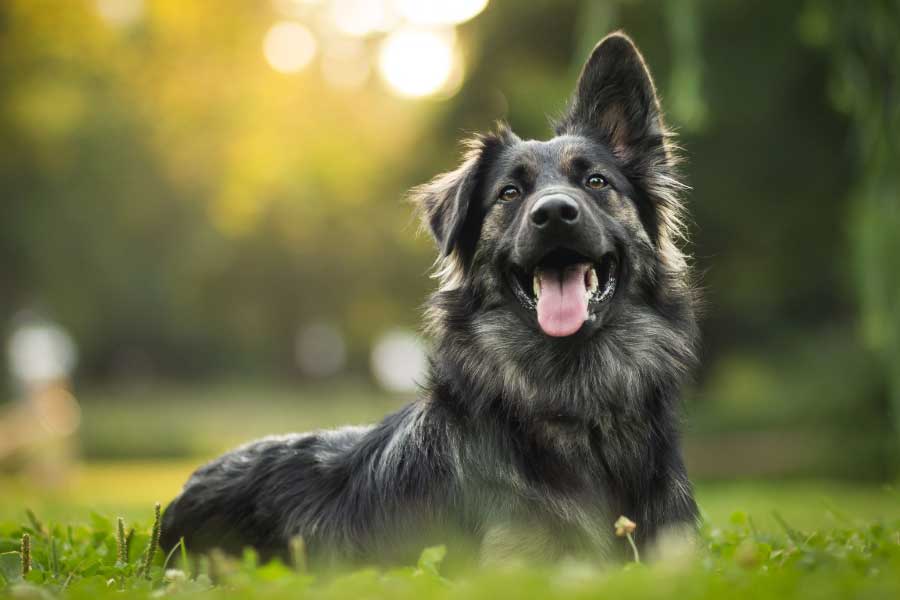 অর্থাৎ, এক জন পরিচারকের থেকে প্রায় চার গুণ বেশি খরচ হয় পোষ্যের আদরযত্নে! ব্রিটেনবাসী ধনী পরিবারের এই অমানবিক বৈষম্যের খতিয়ানে বিস্মিত আদালতও। 