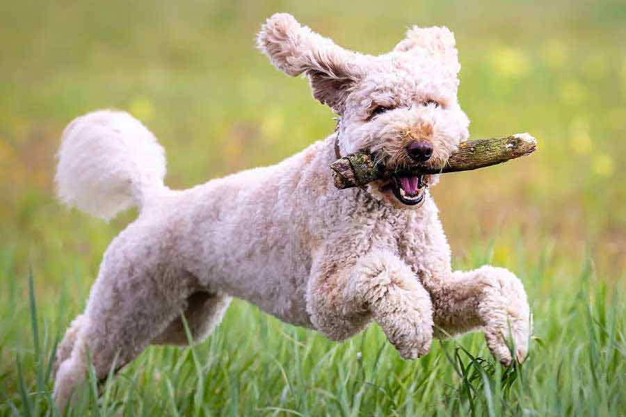 Who are the Hindujas? The billionaire Indian Family who are facing jail term in Swiss Court