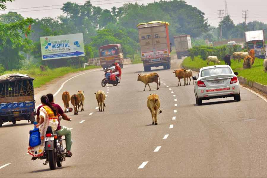 আসানসোলের রাস্তায় গবাদি পশু।