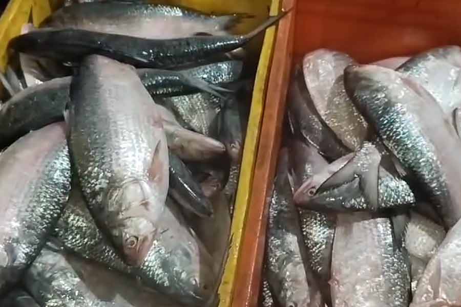 Hilsa Fish | Hilsa Fish of this season comes to diamond harbor market ...