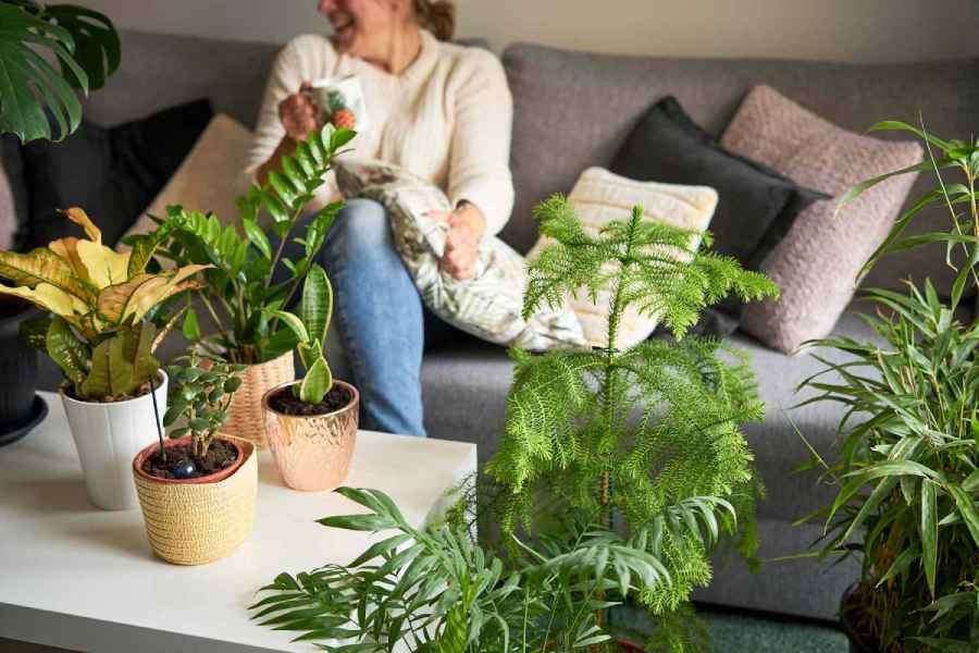 Five house plants that help with lung health