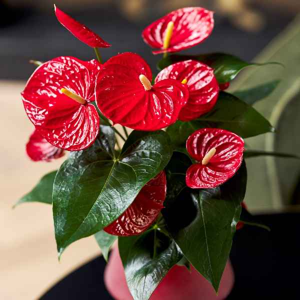 Five house plants that help with lung health