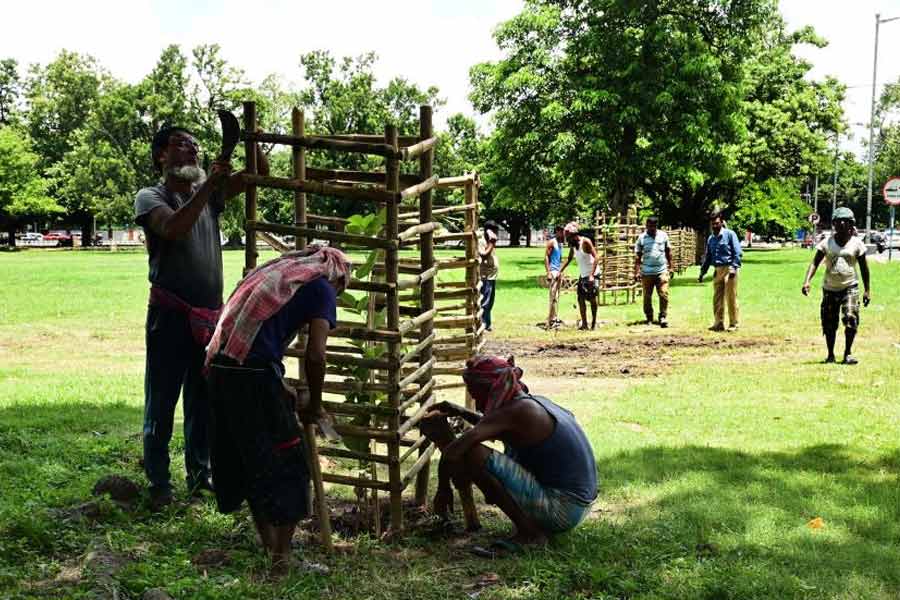 Rajasthani Neem trees will be planted in Kolkata Municipal area