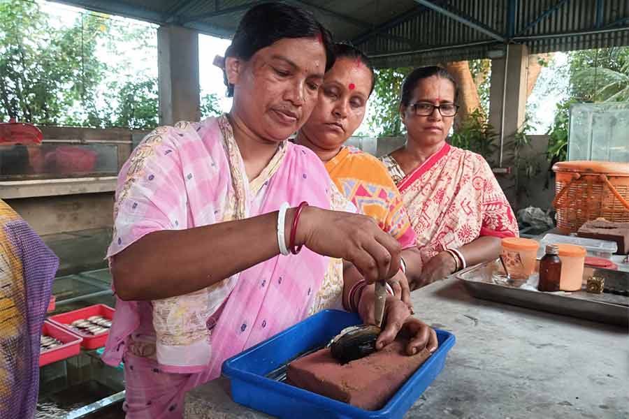 চলছে মুক্তো তৈরির কাজ। বলাগড়ের ডুমুরদহের টাকিপাড়ায়।