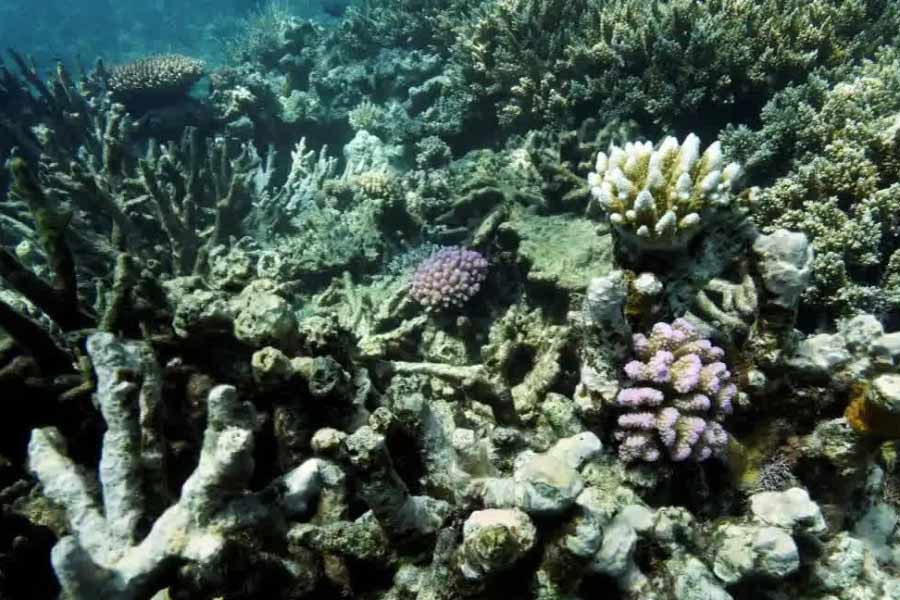 ভারত মহাসাগরের ভিতরে নিমজ্জিত অবস্থায় আছে নিকিটিন সমুদ্র-পর্বত (সিমাউন্ট)। এই পর্বতেই রয়েছে কোবাল্টের খনি। যাকে ভারত মহাসাগরের গুপ্ত ‘যকের ধন’ বলছেন কেউ কেউ।