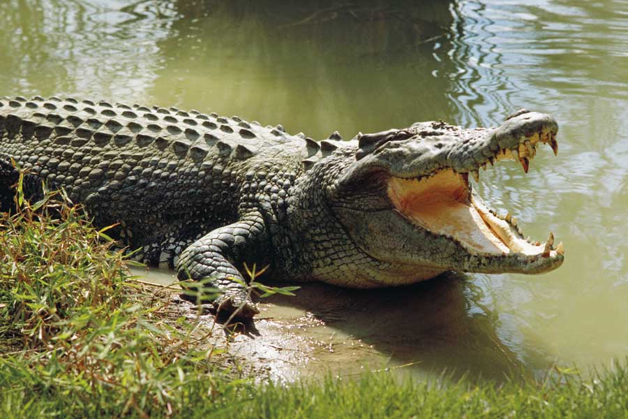 crocodile