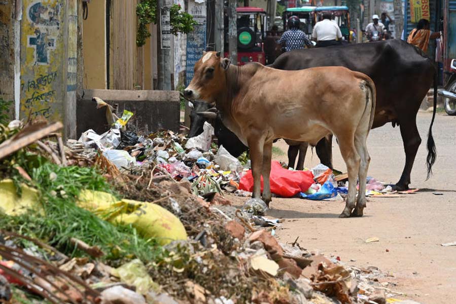 অপরিচ্ছন্ন। সিউড়ির ডাঙ্গালপাড়ার রাস্তার ধারে পড়ে আছে আবর্জনা। মঙ্গলবার সকালে।