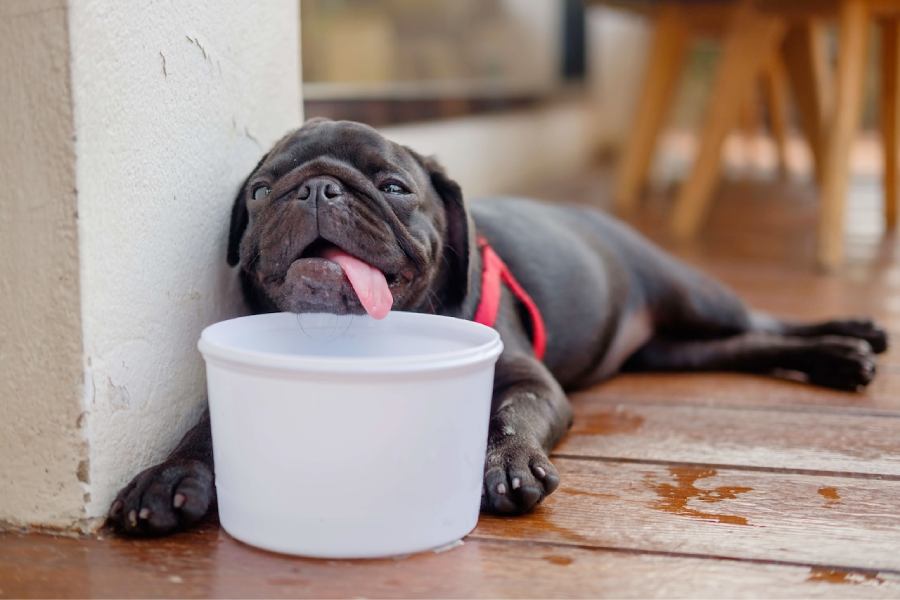 Some warning signs to look out for pet heat stroke and how to manage