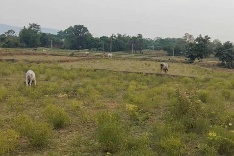 নিতুড়িয়া ব্লক এলাকায় এই জমিতে কয়লাখনির করার বিরোধিতায় স্থানীয়রা।