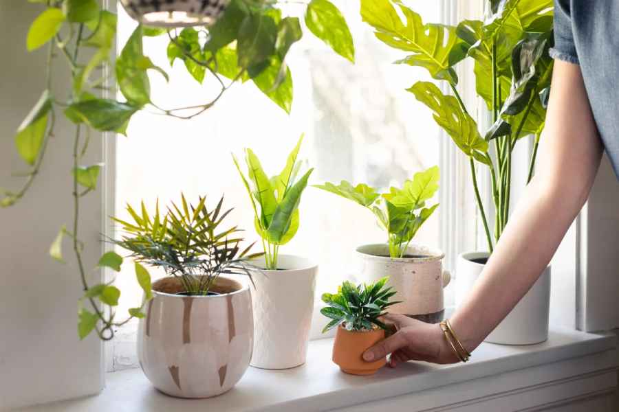 Easy to care Low Maintenance Indoor Plants