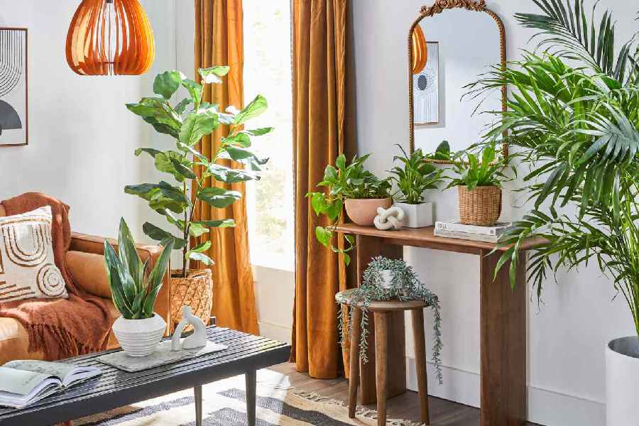 Plants with large leaves enhance your home decor