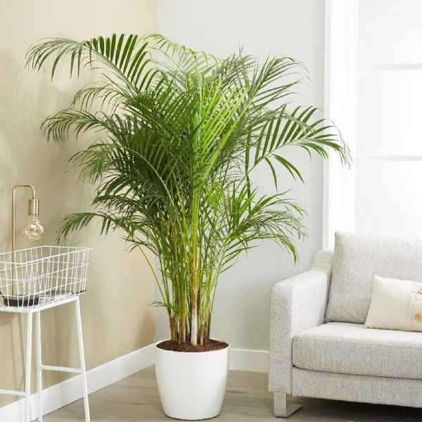 Plants with large leaves enhance your home decor