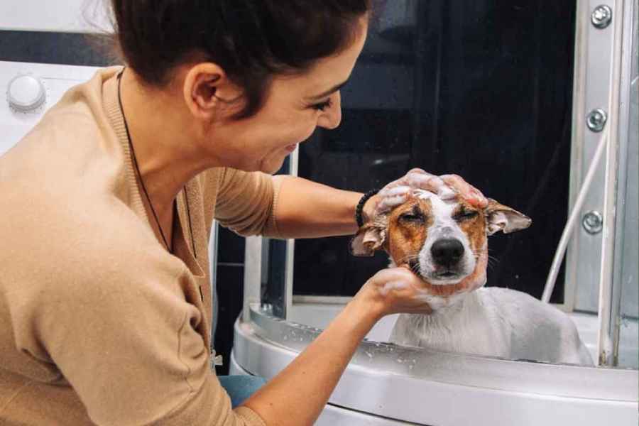 Tips to Keep Your Pet Health during Monsoon Season