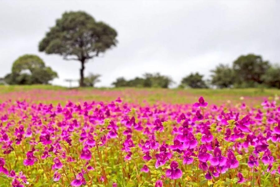 কাস মালভূমিতে সাড়ে আটশো প্রজাতির বেশি ফুল আছে।