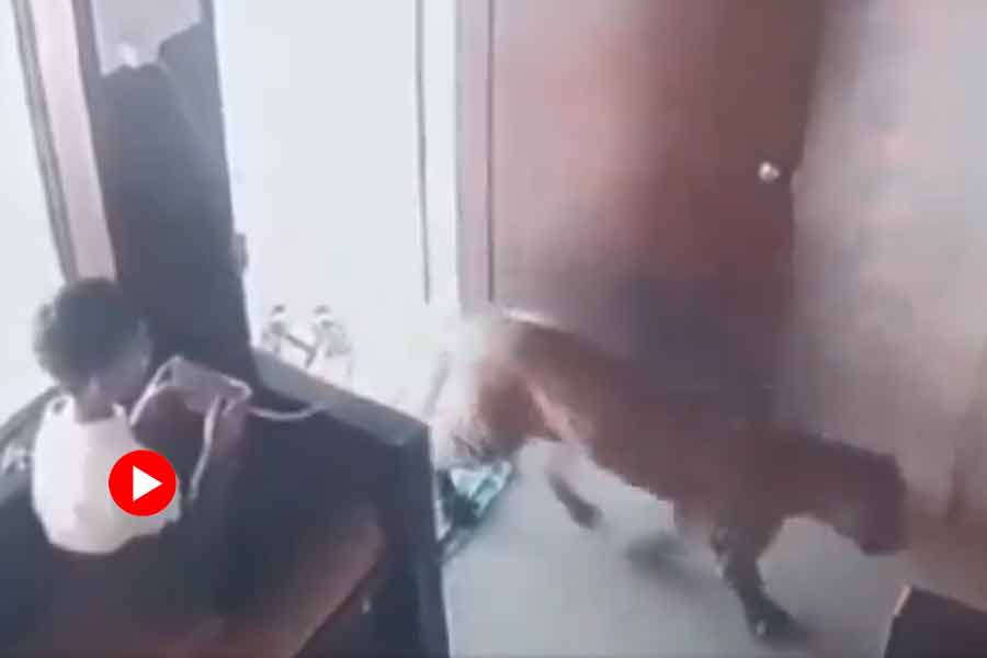 12-year-old boy locks leopard in a room, video goes viral