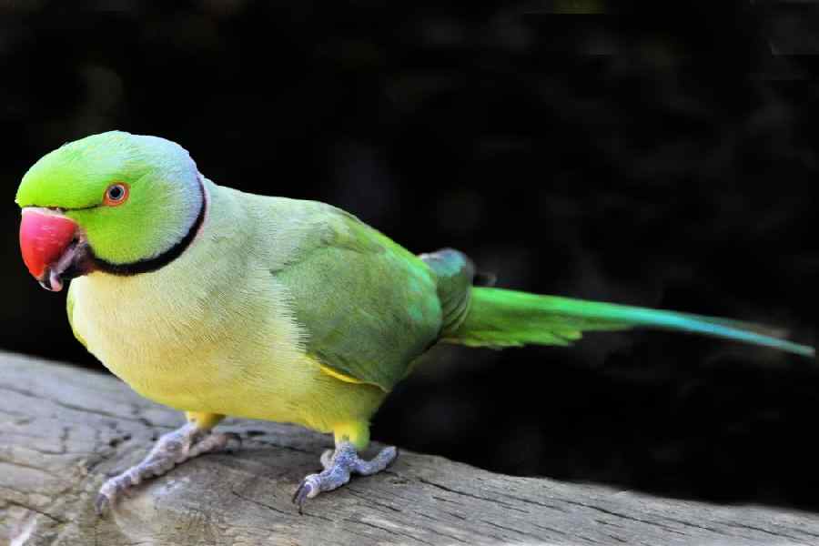 Five people die from ‘parrot fever’ in Europe, know more about it