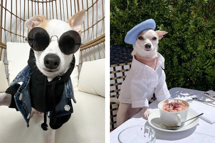 Influencer Star Dog named Bao has 167K Followers in Instagram and travels across the world