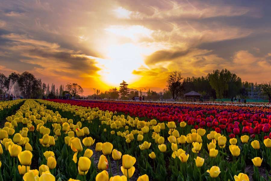 Tulip Garden