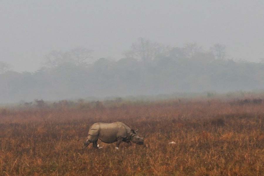 Pictures of PM Narendra Modi at Kaziranga National Park