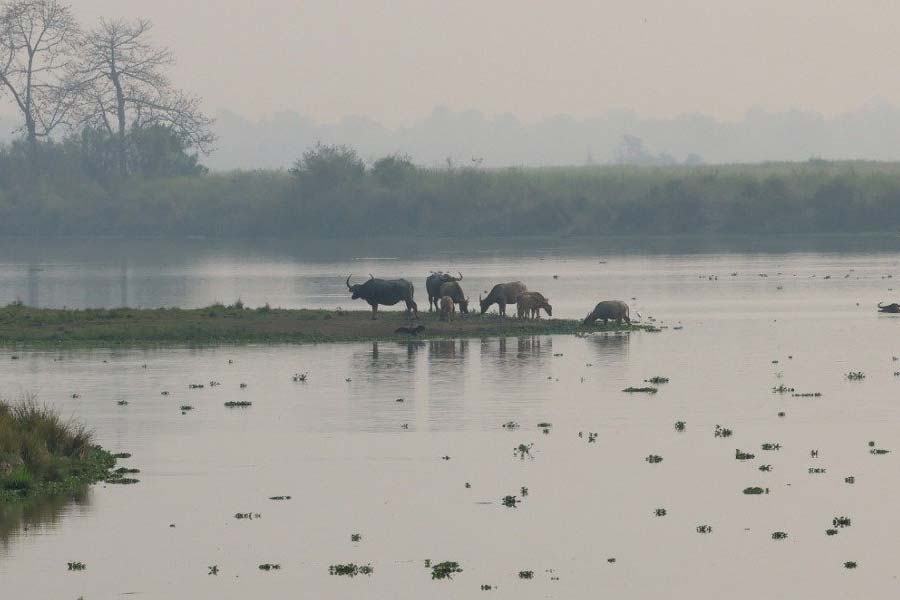 Pictures of PM Narendra Modi at Kaziranga National Park