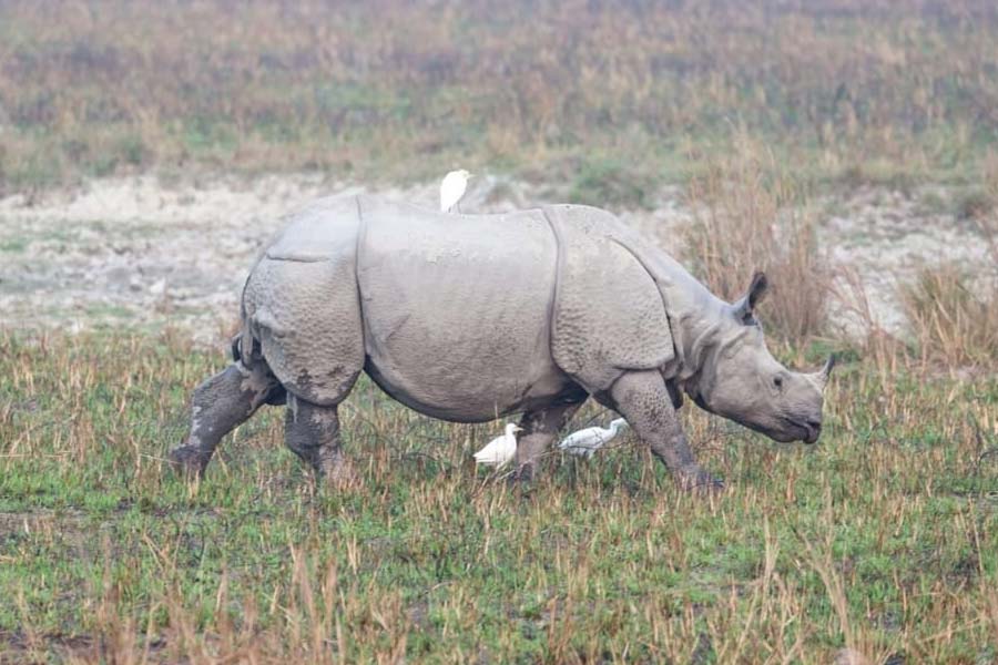 Pictures of PM Narendra Modi at Kaziranga National Park