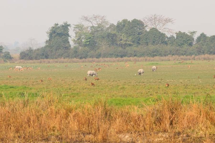 Pictures of PM Narendra Modi at Kaziranga National Park