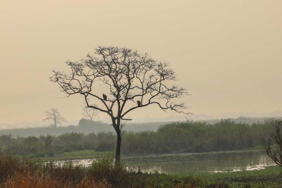 Pictures of PM Narendra Modi at Kaziranga National Park
