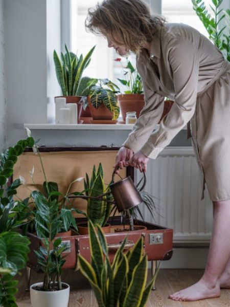 Plants will remain green even in summer, follow these tips dgtl