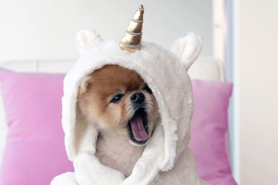 Jiffpom