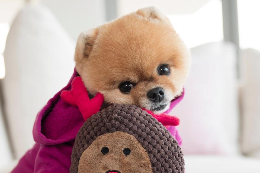 Jiffpom