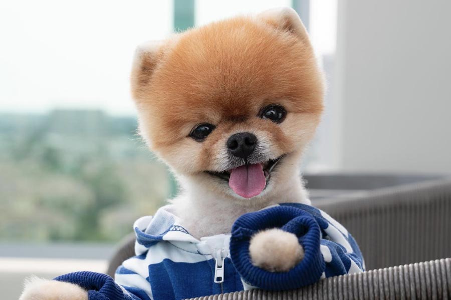 Jiffpom