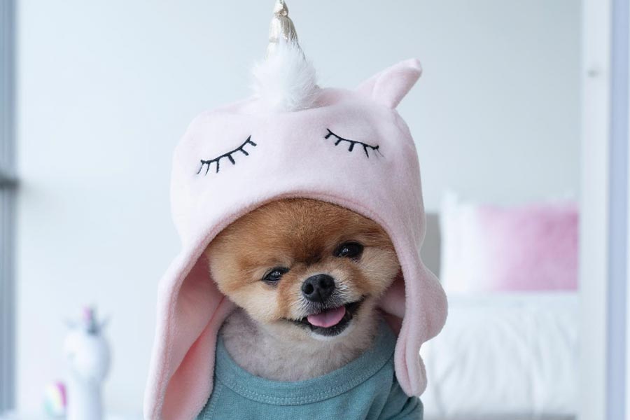 Jiffpom